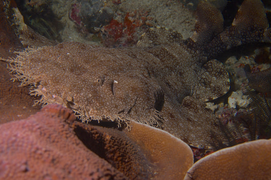 Tasselled Wobbegong Carpet Shark Glossy Poster Picture Photo Print Banner Conversationprints