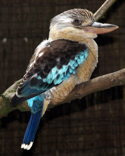 Blue Winged Kookaburra Glossy Poster Picture Photo Print Banner Cute Bird Conversationprints