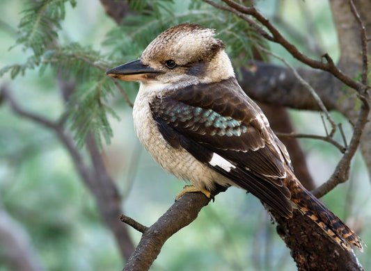 Kookaburra Glossy Poster Picture Photo Print Banner Australian Cute Bird Conversationprints