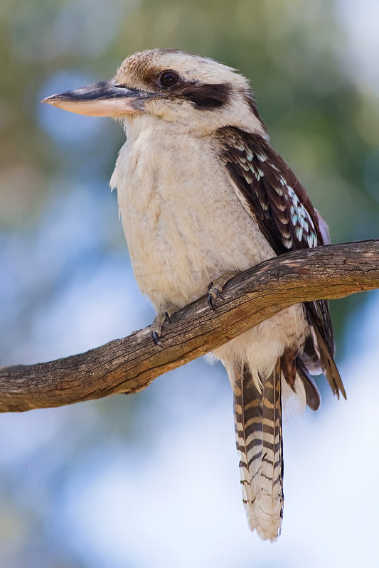 Kookaburra Glossy Poster Picture Photo Print Banner Australian Cute Bird Conversationprints