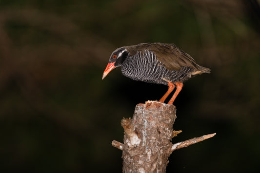 Okinawa Rail Bird Glossy Poster Picture Photo Print Banner Japan Rallidae Conversationprints