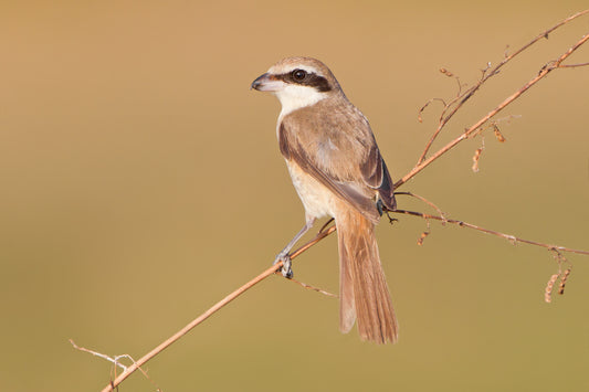 Brown Shrike Glossy Poster Picture Photo Print Banner Bird Cute Butcherbird Conversationprints