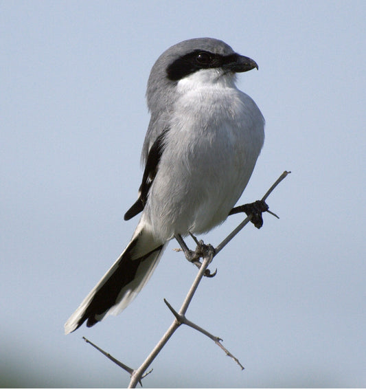 Loggerhead Shrike Glossy Poster Picture Photo Print Banner Bird Butcherbird Conversationprints