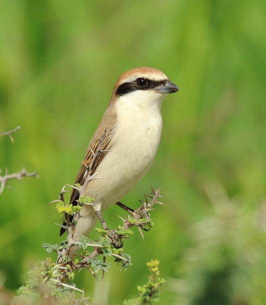 RED TAILED SHRIKE GLOSSY POSTER PICTURE PHOTO PRINT BANNER bird butcherbird