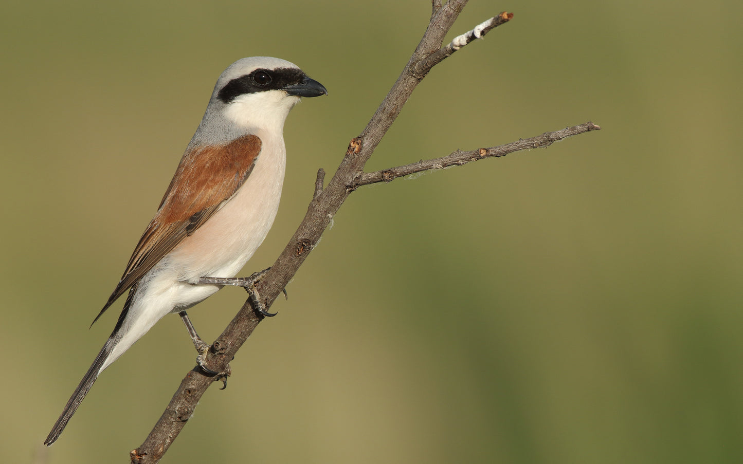 RED BACKED SHRIKE GLOSSY POSTER PICTURE PHOTO PRINT BANNER bird butcherbird
