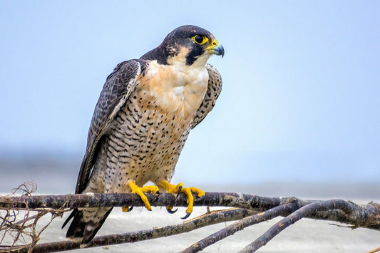 PEREGRINE FALCON GLOSSY POSTER PICTURE BANNER PRINT PHOTO bird of prey hawk