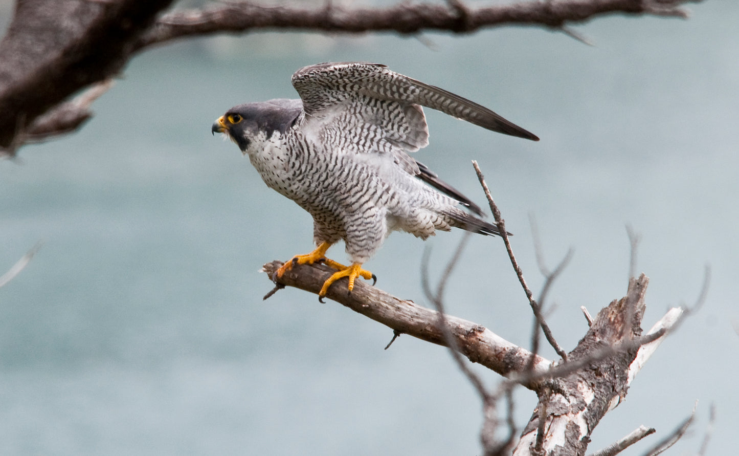 PEREGRINE FALCON GLOSSY POSTER PICTURE BANNER PRINT PHOTO bird of prey hawk