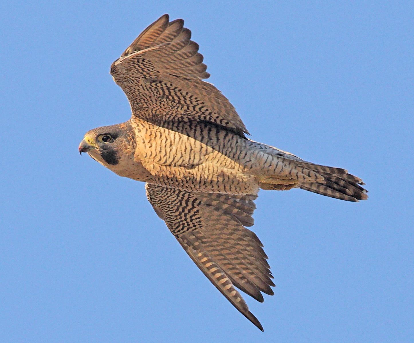 PEREGRINE FALCON GLOSSY POSTER PICTURE BANNER PRINT PHOTO bird of prey hawk