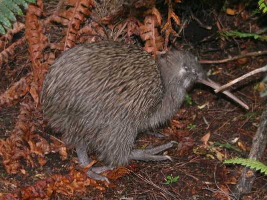 KIWI BIRD GLOSSY POSTER PICTURE BANNER PRINT PHOTO brown new zealand cute