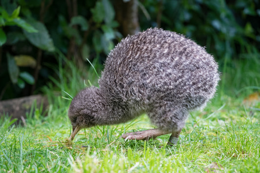 KIWI BIRD GLOSSY POSTER PICTURE BANNER PRINT PHOTO spotted new zealand cute