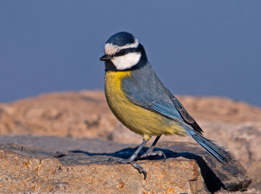 AFRICAN BLUE TIT BIRD GLOSSY POSTER PICTURE PHOTO PRINT BANNER paridae cute