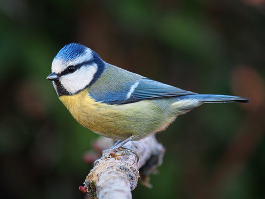 EURASIAN BLUE TIT BIRD GLOSSY POSTER PICTURE PHOTO PRINT BANNER paridae fun