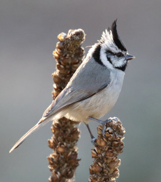 BRIDLED TITMOUSE BIRD GLOSSY POSTER PICTURE PHOTO PRINT BANNER paridae cute