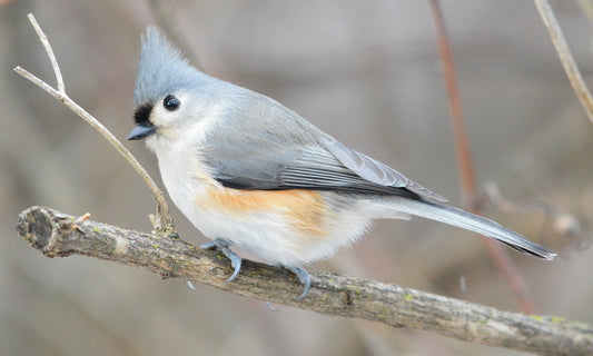 TUFTED TITMOUSE BIRD GLOSSY POSTER PICTURE PHOTO PRINT BANNER paridae cute