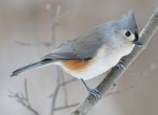 TUFTED TITMOUSE BIRD GLOSSY POSTER PICTURE PHOTO PRINT BANNER paridae cute