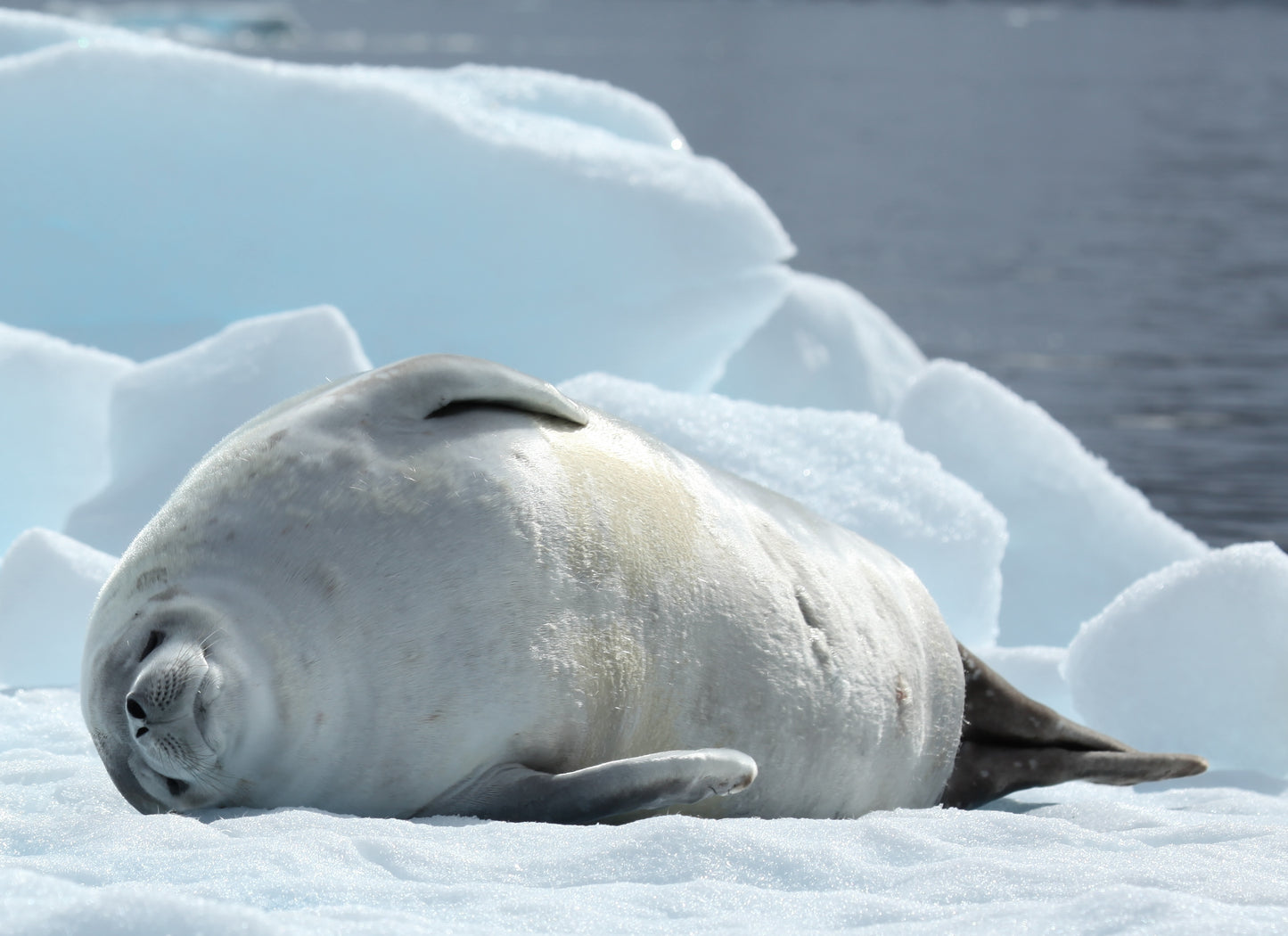 CRABEATER SEAL GLOSSY POSTER PICTURE PHOTO PRINT BANNER antarctica krill