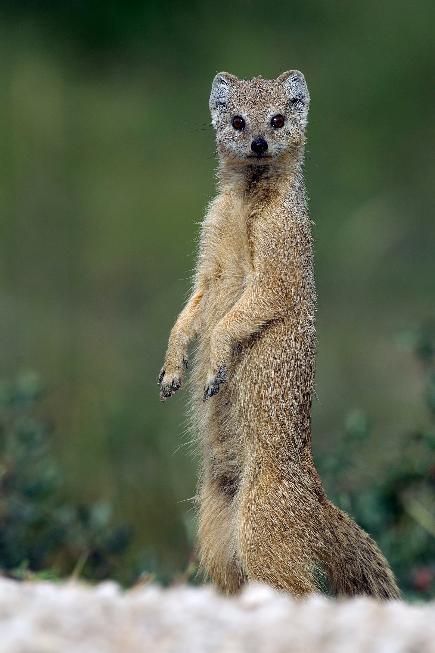 YELLOW MONGOOSE GLOSSY POSTER PICTURE PHOTO PRINT BANNER cute animal pic