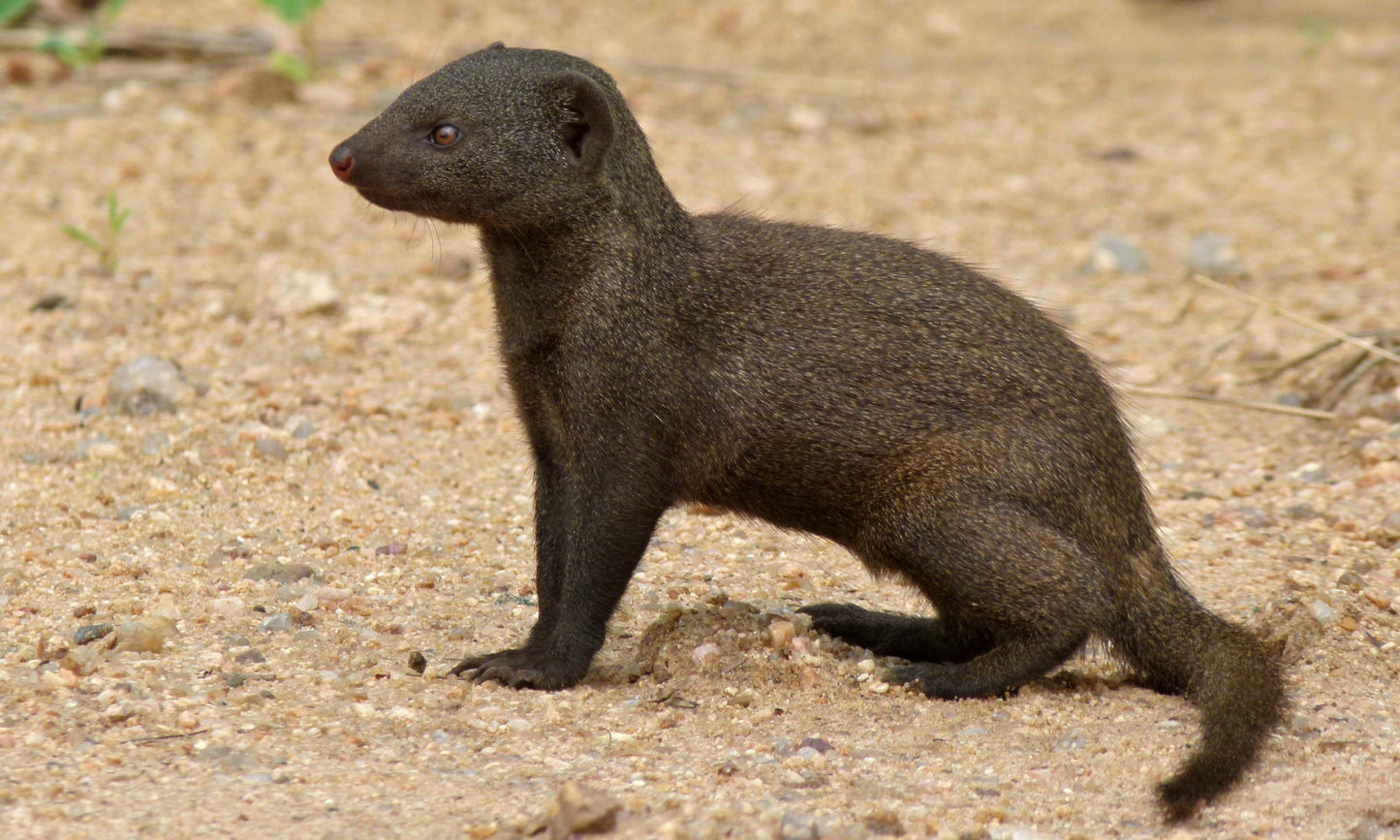 DWARF MONGOOSE GLOSSY POSTER PICTURE PHOTO PRINT BANNER cute animal angola