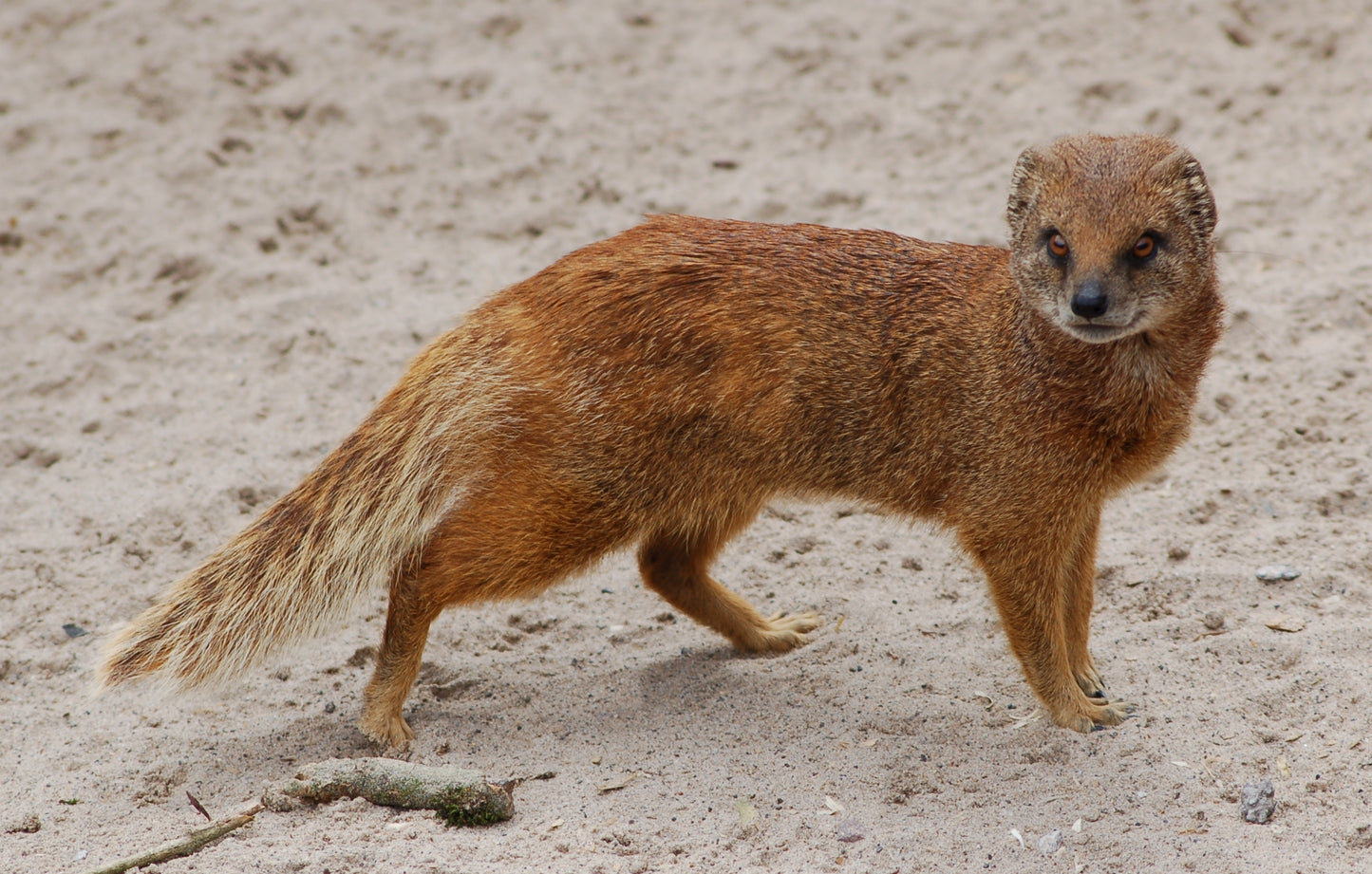 Yellow Mongoose Glossy Poster Picture Photo Print Banner Cute Animal Pics Conversationprints