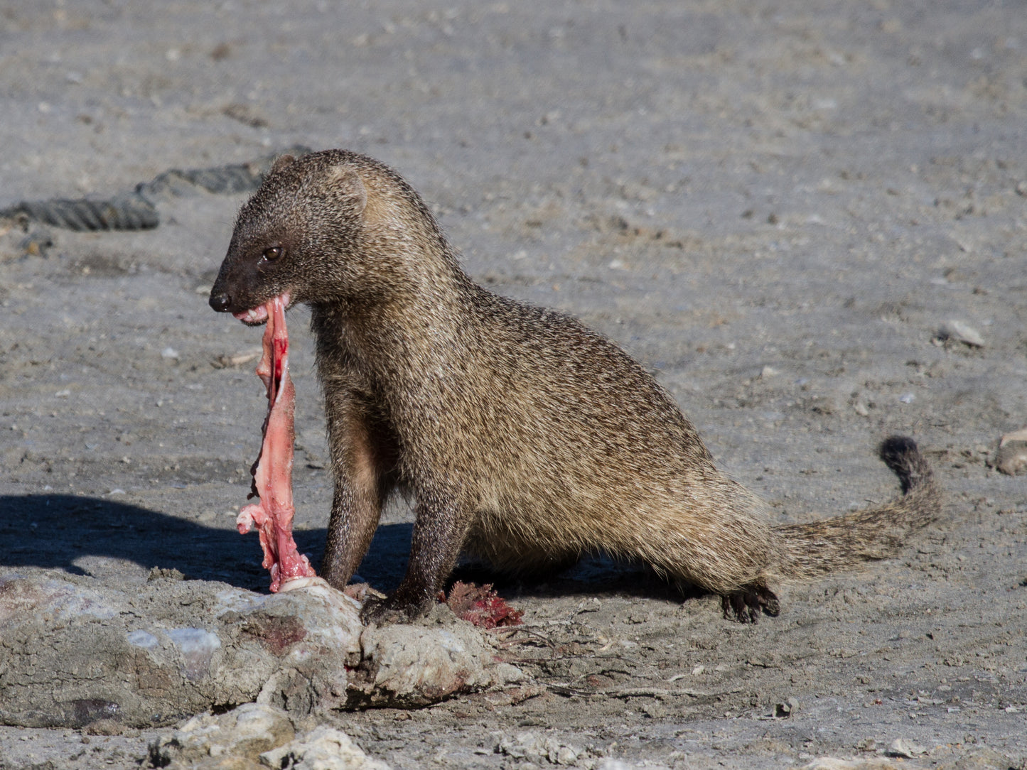 Egyptian Mongoose Glossy Poster Picture Photo Print Banner Cute Animal Pics Conversationprints