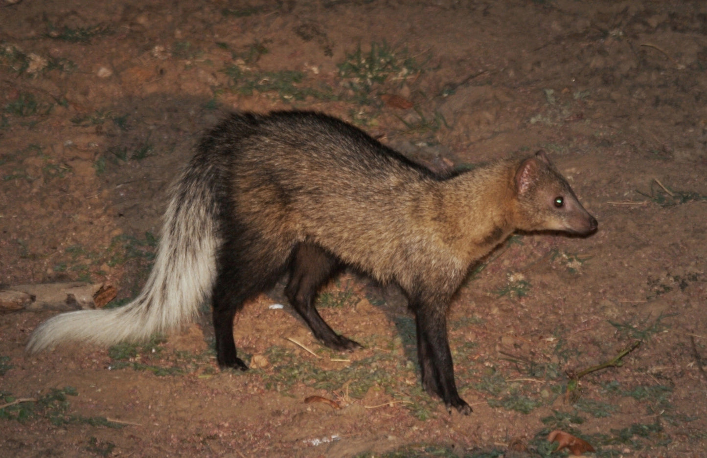 White Tailed Mongoose Glossy Poster Picture Photo Print Banner Cute Animal Conversationprints