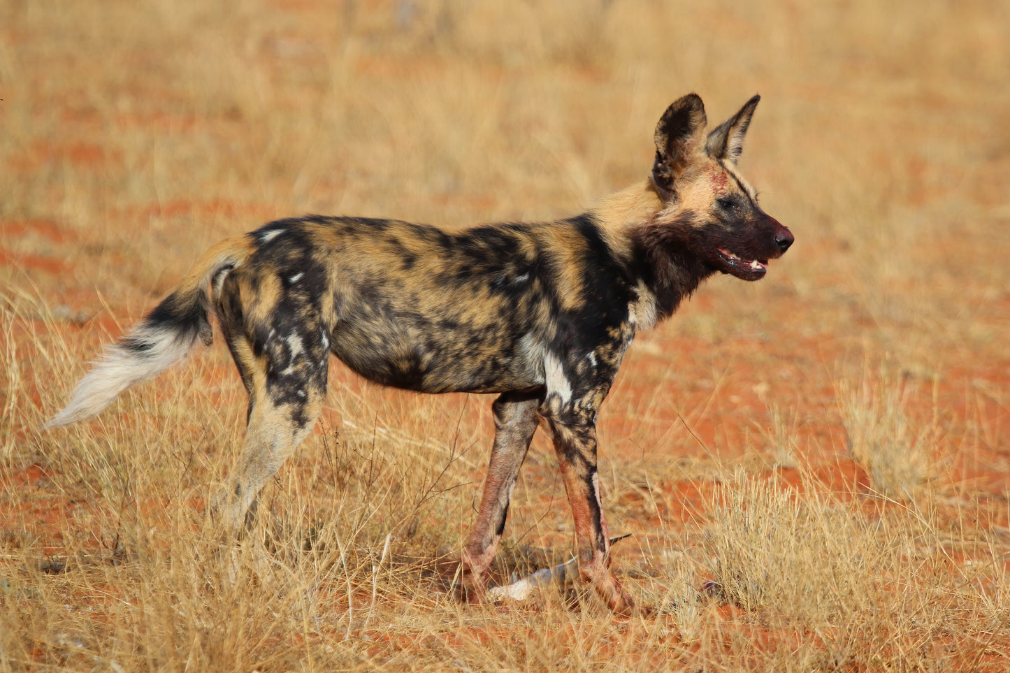 AFRICAN WILD DOG PAINTED LYCAON GLOSSY POSTER PICTURE PHOTO PRINT BANNER