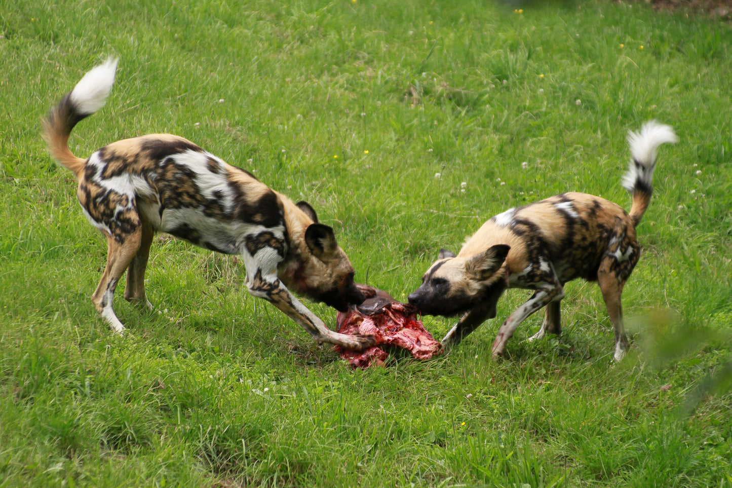 AFRICAN WILD DOGS PAINTED LYCAON GLOSSY POSTER PICTURE PHOTO PRINT BANNER