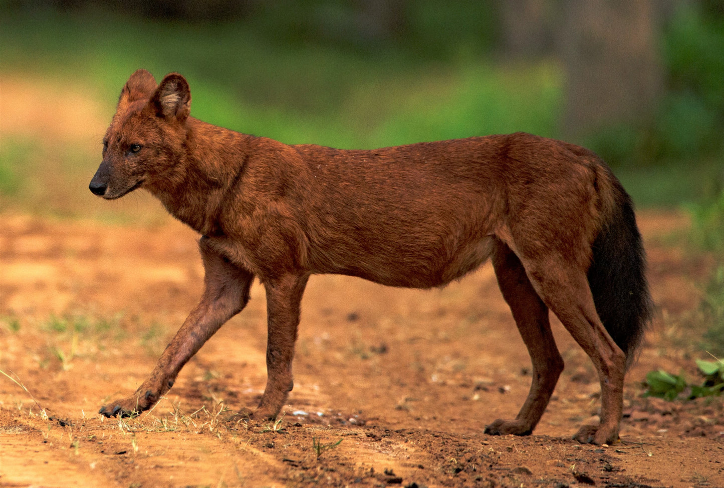 ASIAN WILD DHOLE DOG GLOSSY POSTER PICTURE PHOTO PRINT BANNER red wolf cool