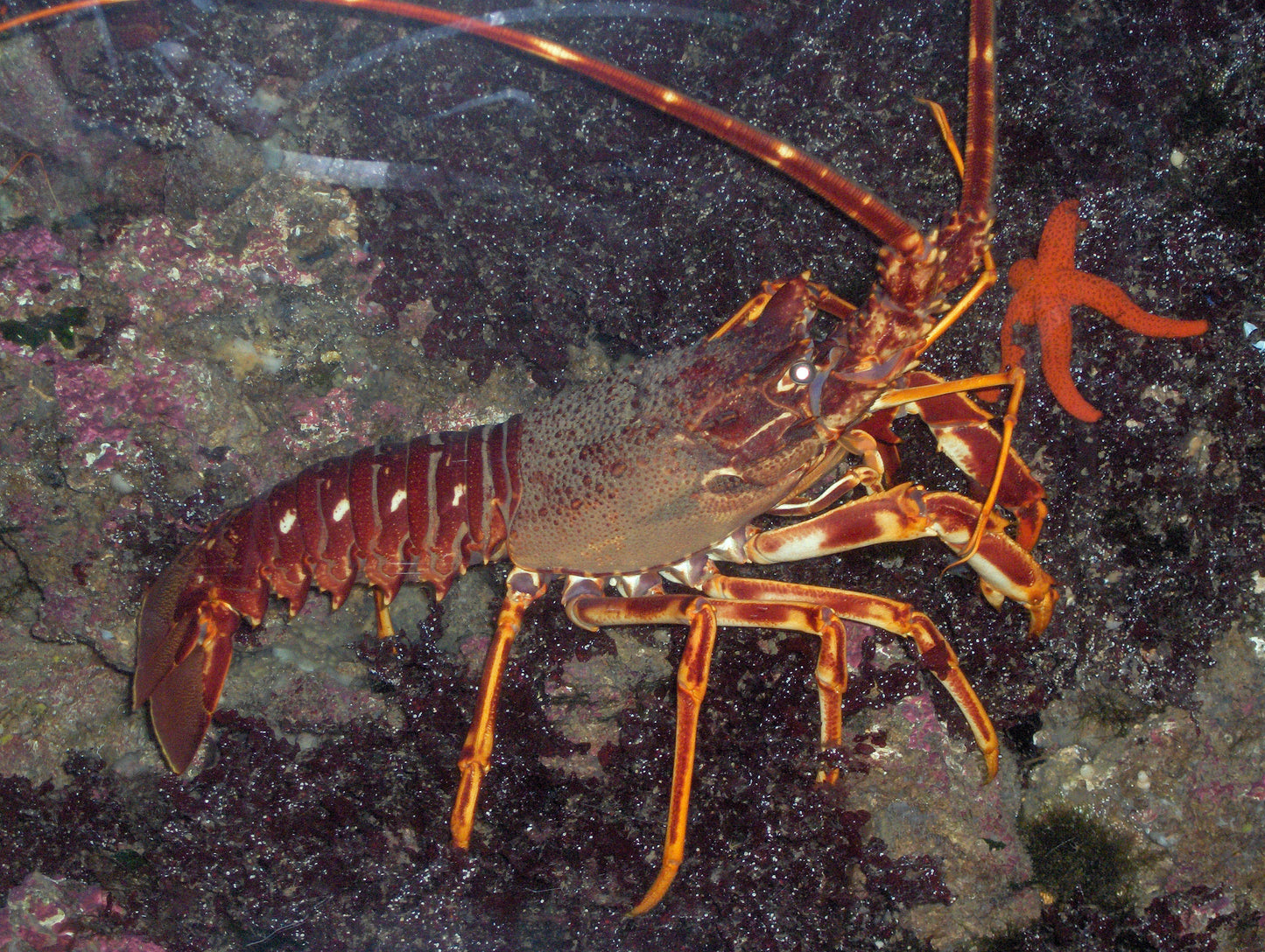 Spiny Lobster Glossy Poster Picture Photo Print Banner Fish Ocean Cool Pic Conversationprints