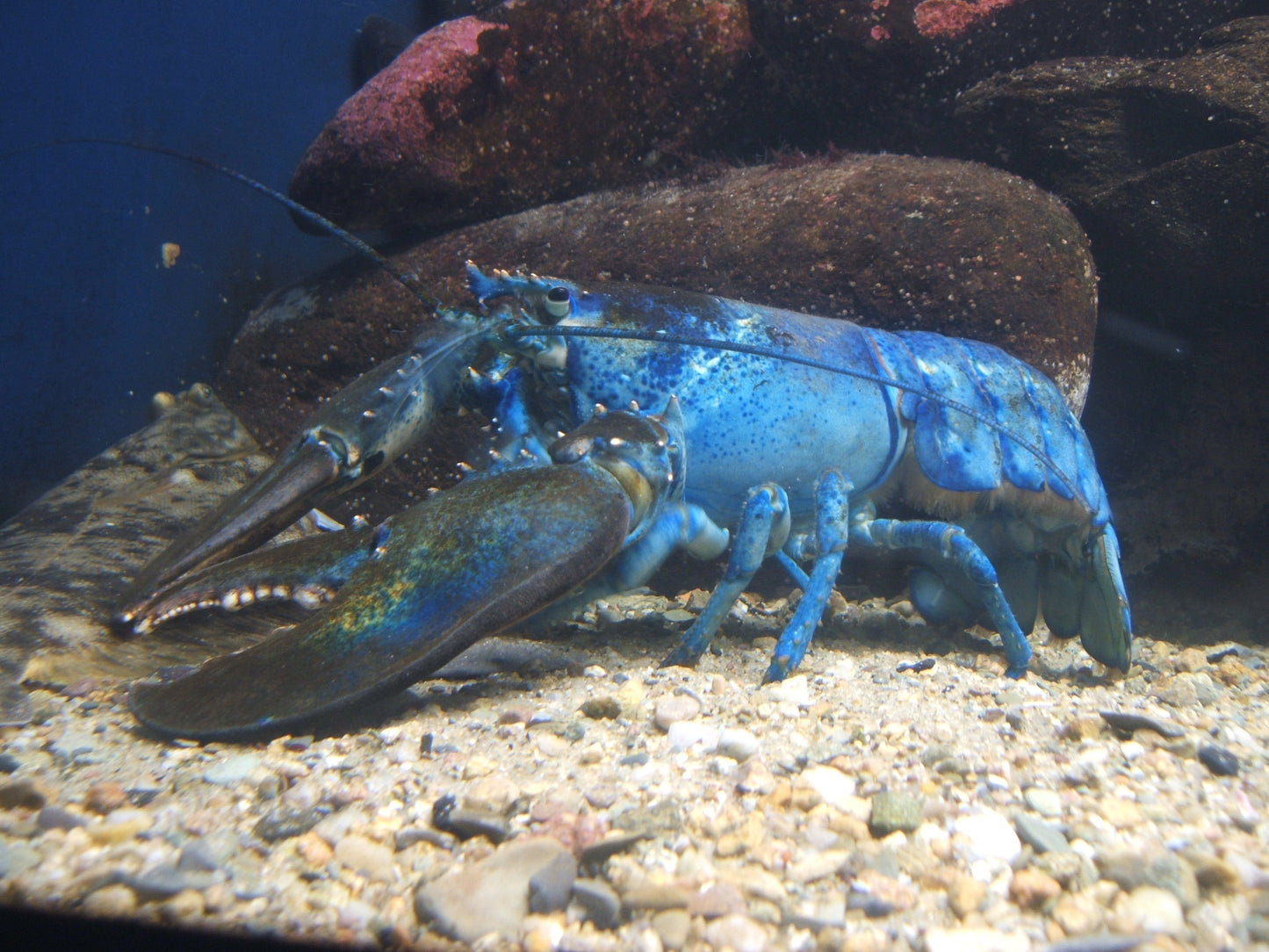 BLUE LOBSTER GLOSSY POSTER PICTURE PHOTO PRINT BANNER fish ocean cool pic