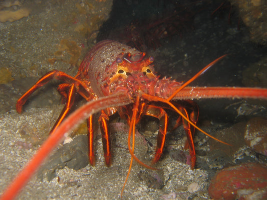 CALIFORNIA SPINY LOBSTER GLOSSY POSTER PICTURE PHOTO PRINT BANNER fish cool