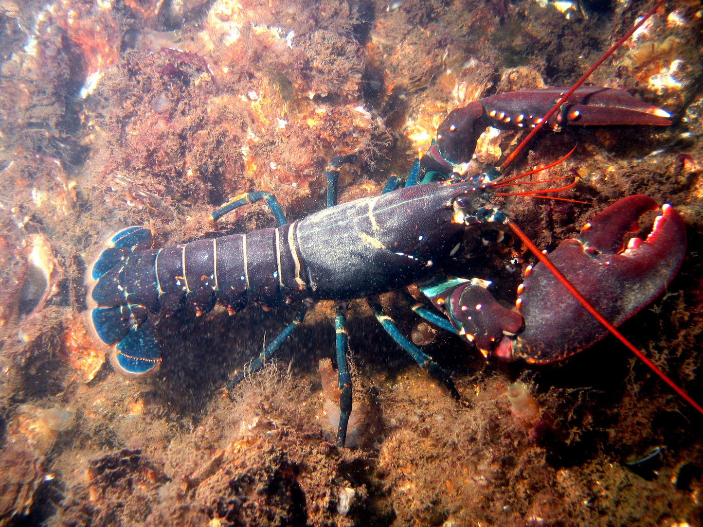 EUROPEAN LOBSTER GLOSSY POSTER PICTURE PHOTO PRINT BANNER fish ocean cool