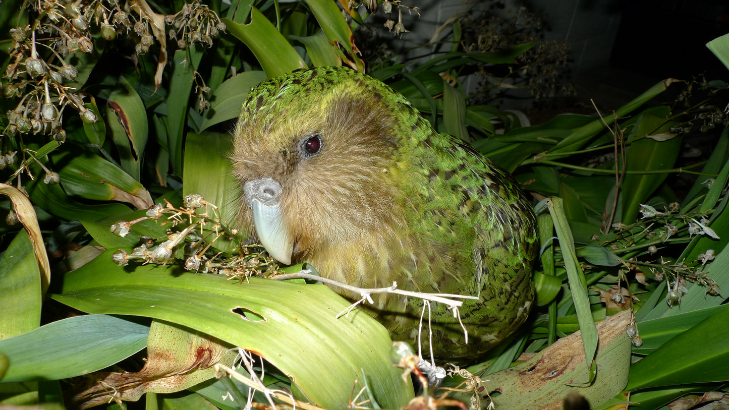 Kakapo Owl Parrot Glossy Poster Picture Photo Print Banner New Zealand Bird Conversationprints