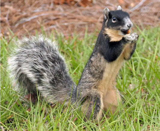 FOX SQUIRREL GLOSSY POSTER PICTURE PHOTO PRINT BANNER rodent eastern bryant